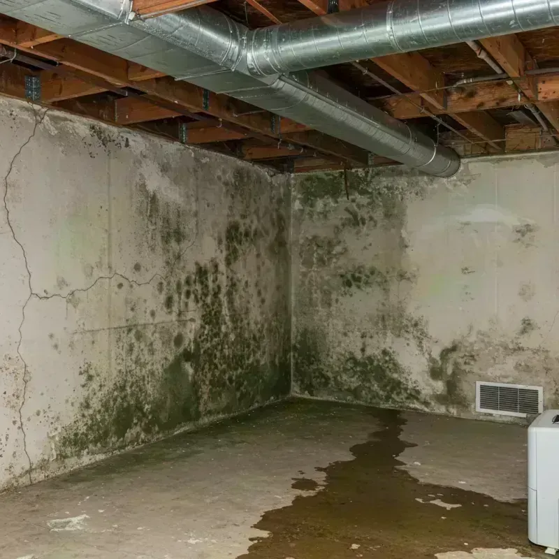 Professional Mold Removal in Sainte Genevieve, MO